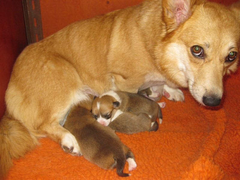 Puppies